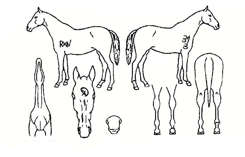 ������ ����,���,�޸�,�λ�,�ٸ��� Ư¡����