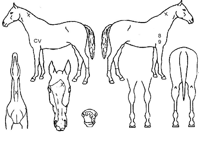 Ä«ÅÛ¹ÙÀÇ Ãø¸é,¿ì¸é,µÞ¸é,µÎ»ó,´Ù¸®ÀÇ Æ¯Â¡µµÇØ