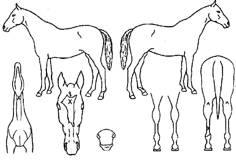 ���ǽ�ƮĹ�� ����,���,�޸�,�λ�,�ٸ��� Ư¡����