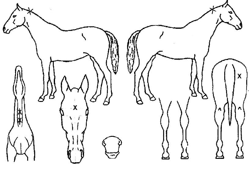 Ç®¸®¾îÇÁ·çºêµåÀÇ Ãø¸é,¿ì¸é,µÞ¸é,µÎ»ó,´Ù¸®ÀÇ Æ¯Â¡µµÇØ