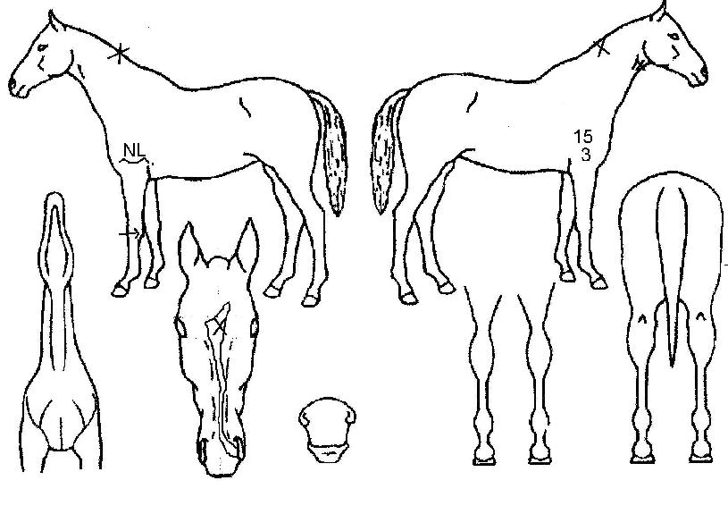 ¸ÅÁ÷»ç¶ûÀÇ Ãø¸é,¿ì¸é,µÞ¸é,µÎ»ó,´Ù¸®ÀÇ Æ¯Â¡µµÇØ