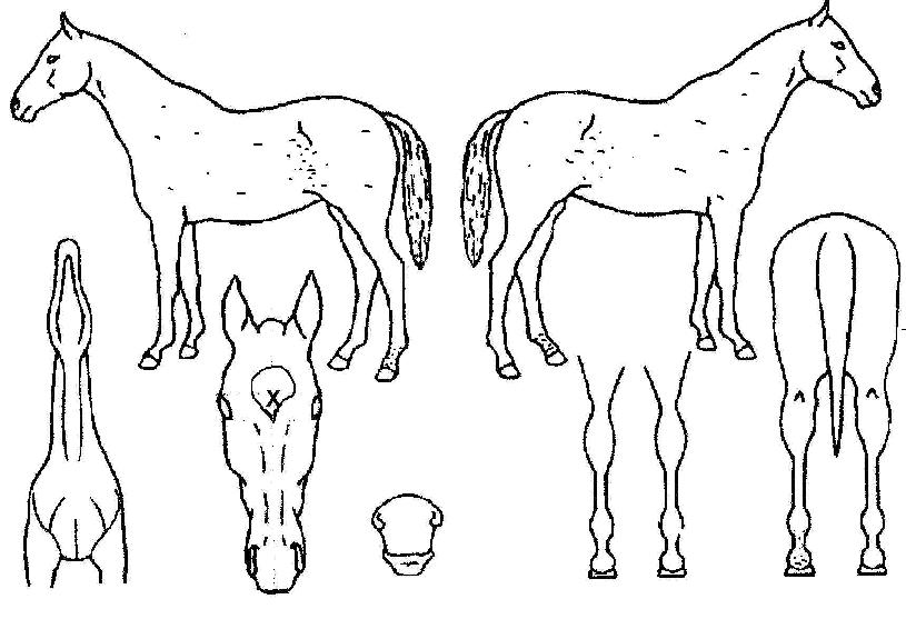 ¼¼µµ³ª¸®¹öÀÇ Ãø¸é,¿ì¸é,µÞ¸é,µÎ»ó,´Ù¸®ÀÇ Æ¯Â¡µµÇØ