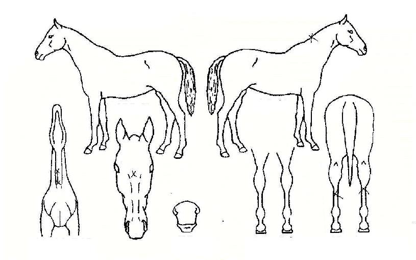 ��������� ����,���,�޸�,�λ�,�ٸ��� Ư¡����