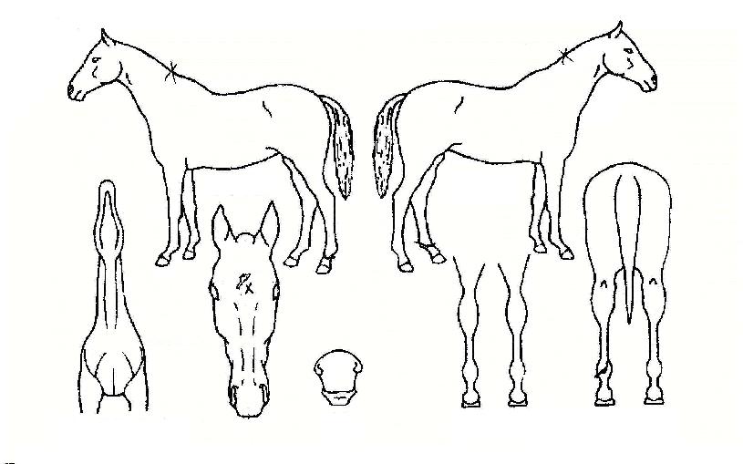 Æ÷ÁöƼºêÀÇ Ãø¸é,¿ì¸é,µÞ¸é,µÎ»ó,´Ù¸®ÀÇ Æ¯Â¡µµÇØ