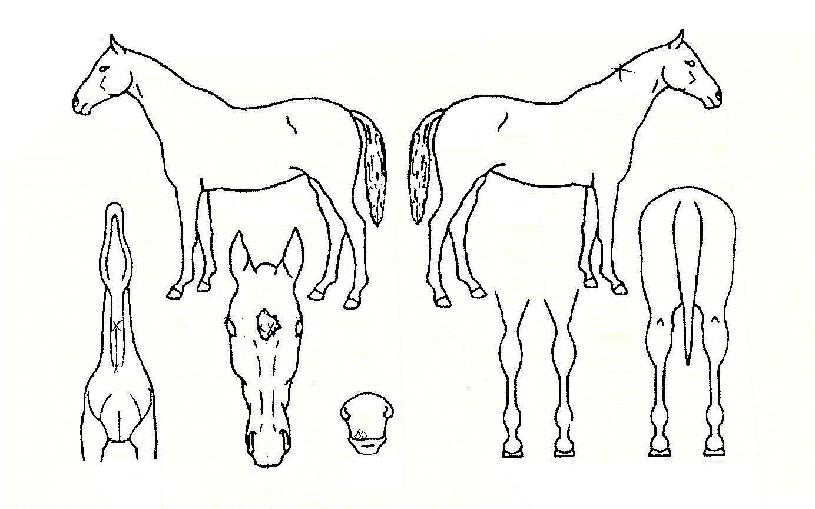 ³²ÅÂÆò¾çÀÇ Ãø¸é,¿ì¸é,µÞ¸é,µÎ»ó,´Ù¸®ÀÇ Æ¯Â¡µµÇØ