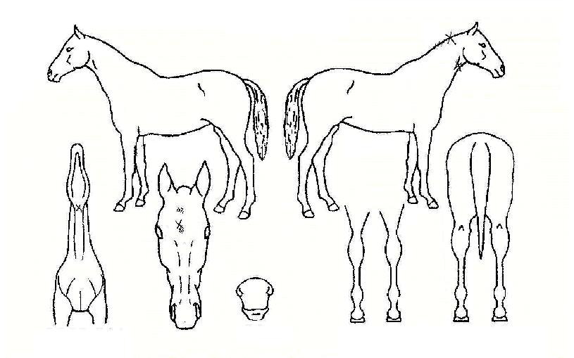 µ¿¹æ±ºÁÖÀÇ Ãø¸é,¿ì¸é,µÞ¸é,µÎ»ó,´Ù¸®ÀÇ Æ¯Â¡µµÇØ