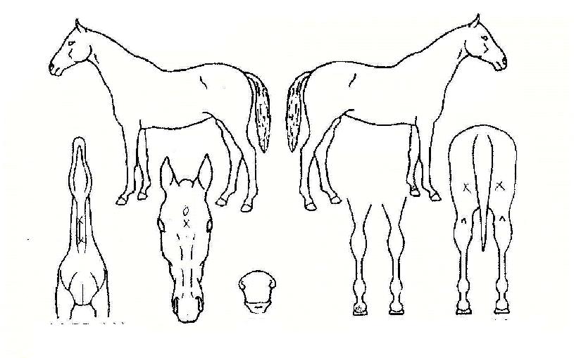 ¹ÌÈ£ÀÇ Ãø¸é,¿ì¸é,µÞ¸é,µÎ»ó,´Ù¸®ÀÇ Æ¯Â¡µµÇØ