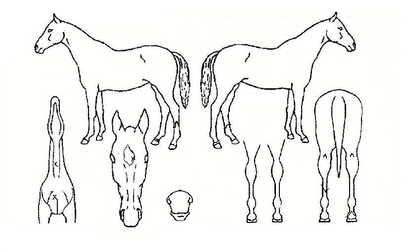 ¿þÀÌÇҷοìÀÚ¸¶ÀÇ Ãø¸é,¿ì¸é,µÞ¸é,µÎ»ó,´Ù¸®ÀÇ Æ¯Â¡µµÇØ