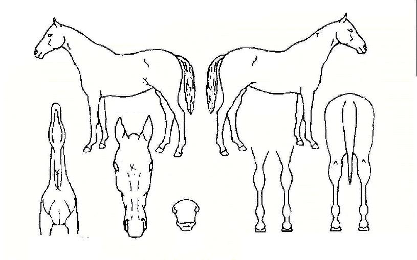 ������������ ����,���,�޸�,�λ�,�ٸ��� Ư¡����