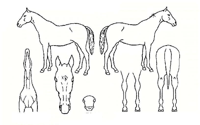 ÄèûÇÑÇÏ·çÀÇ Ãø¸é,¿ì¸é,µÞ¸é,µÎ»ó,´Ù¸®ÀÇ Æ¯Â¡µµÇØ