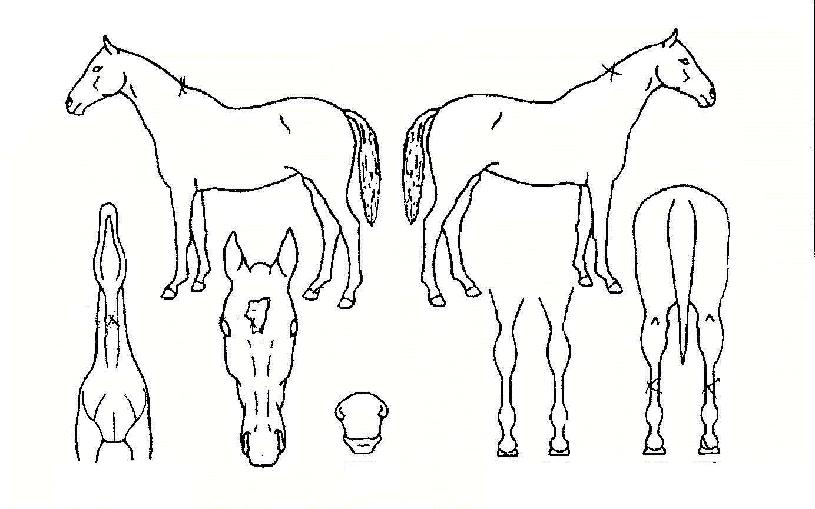 ��¹����� ����,���,�޸�,�λ�,�ٸ��� Ư¡����