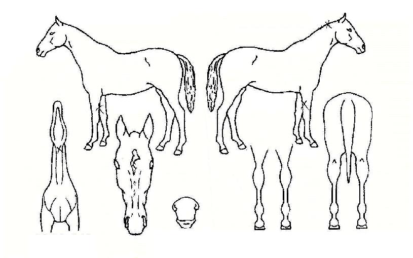 ·¹µåÇÏÆ®ÀÇ Ãø¸é,¿ì¸é,µÞ¸é,µÎ»ó,´Ù¸®ÀÇ Æ¯Â¡µµÇØ