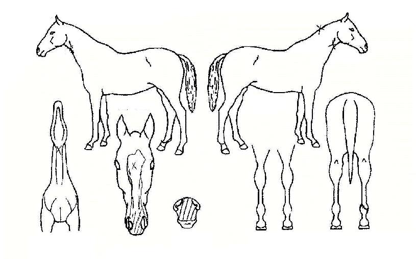 ��������� ����,���,�޸�,�λ�,�ٸ��� Ư¡����