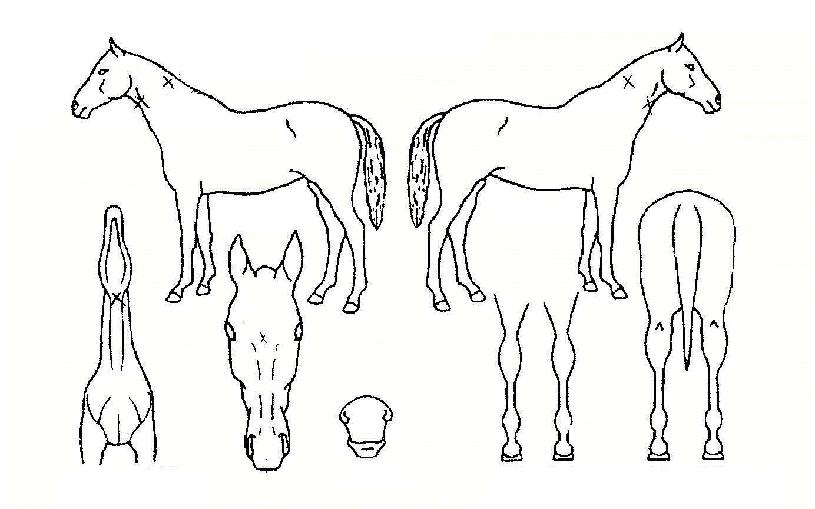 ��������� ����,���,�޸�,�λ�,�ٸ��� Ư¡����