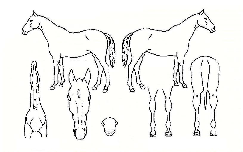 ½º¸¶Æ®Ä¹ÀÇ Ãø¸é,¿ì¸é,µÞ¸é,µÎ»ó,´Ù¸®ÀÇ Æ¯Â¡µµÇØ