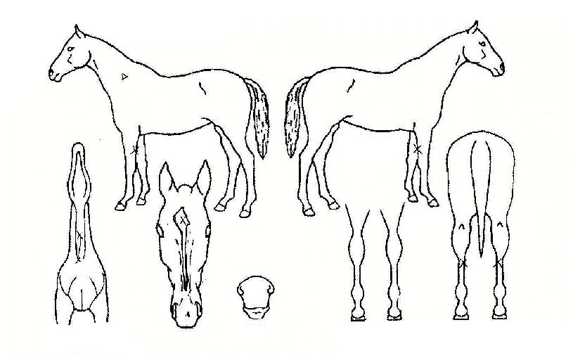 ���̶���Ʈ���ڸ��� ����,���,�޸�,�λ�,�ٸ��� Ư¡����