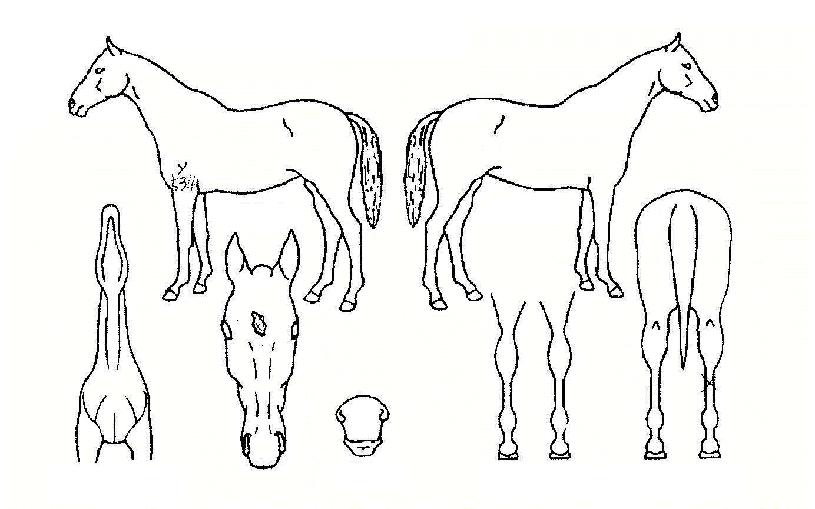 ���������� ����,���,�޸�,�λ�,�ٸ��� Ư¡����