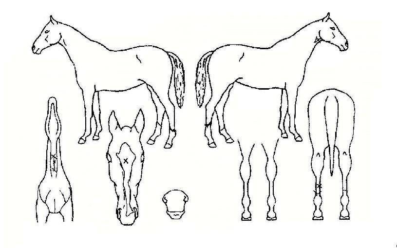 ±¹Åä»ç¶ûÀÇ Ãø¸é,¿ì¸é,µÞ¸é,µÎ»ó,´Ù¸®ÀÇ Æ¯Â¡µµÇØ