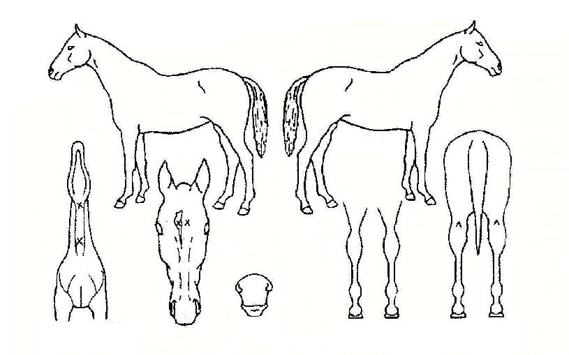 �����ǹ����� ����,���,�޸�,�λ�,�ٸ��� Ư¡����