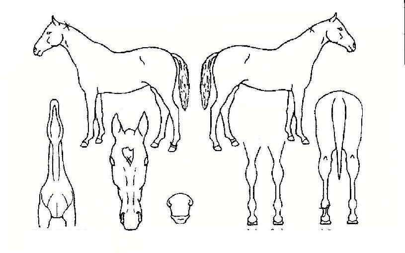 ·¥Á¦Æ®ÀÇ Ãø¸é,¿ì¸é,µÞ¸é,µÎ»ó,´Ù¸®ÀÇ Æ¯Â¡µµÇØ