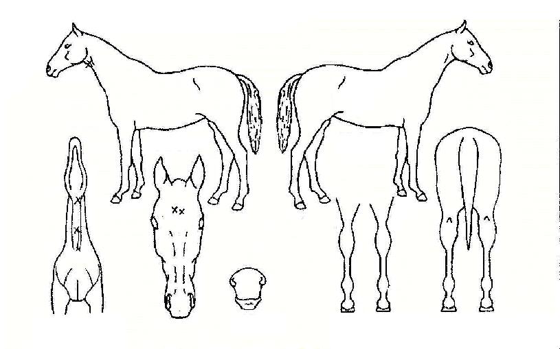 ´ëÀ屺ÀÇ Ãø¸é,¿ì¸é,µÞ¸é,µÎ»ó,´Ù¸®ÀÇ Æ¯Â¡µµÇØ