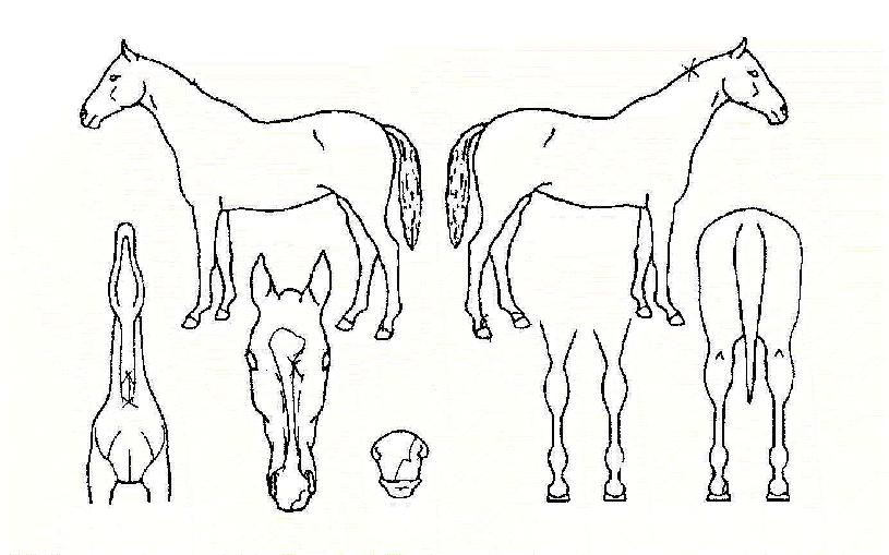 �������� ����,���,�޸�,�λ�,�ٸ��� Ư¡����