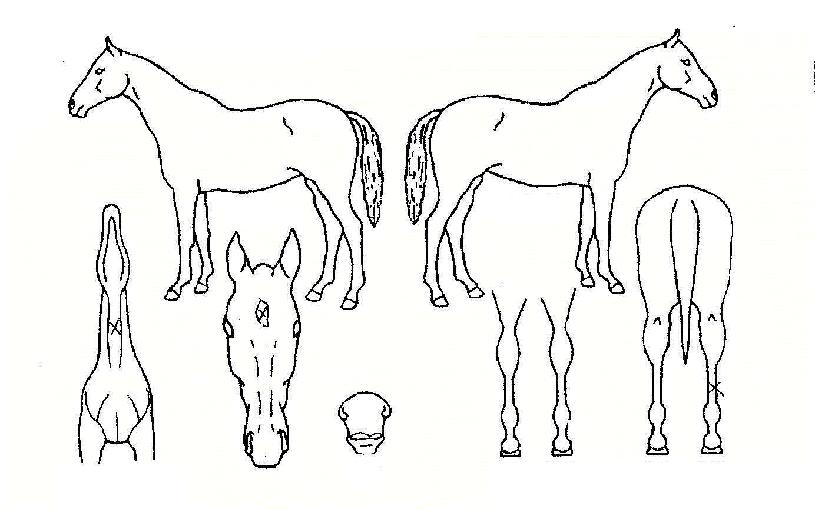 ±Û·Î¸®Ç®ÀÇ Ãø¸é,¿ì¸é,µÞ¸é,µÎ»ó,´Ù¸®ÀÇ Æ¯Â¡µµÇØ