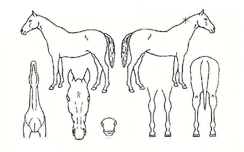 ����ũ�� ����,���,�޸�,�λ�,�ٸ��� Ư¡����