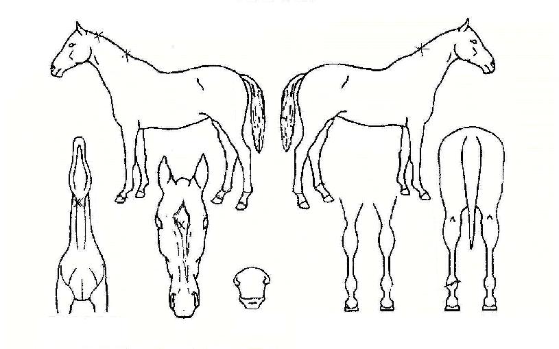 žçó·³ÀÇ Ãø¸é,¿ì¸é,µÞ¸é,µÎ»ó,´Ù¸®ÀÇ Æ¯Â¡µµÇØ