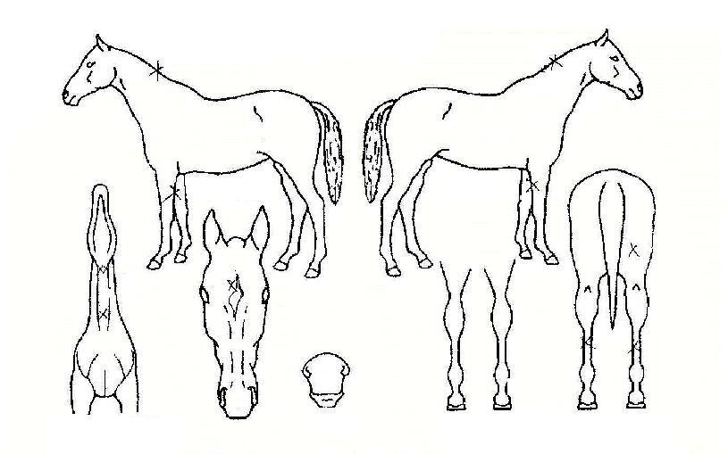 Çì¶óŬ·ÐÀÇ Ãø¸é,¿ì¸é,µÞ¸é,µÎ»ó,´Ù¸®ÀÇ Æ¯Â¡µµÇØ