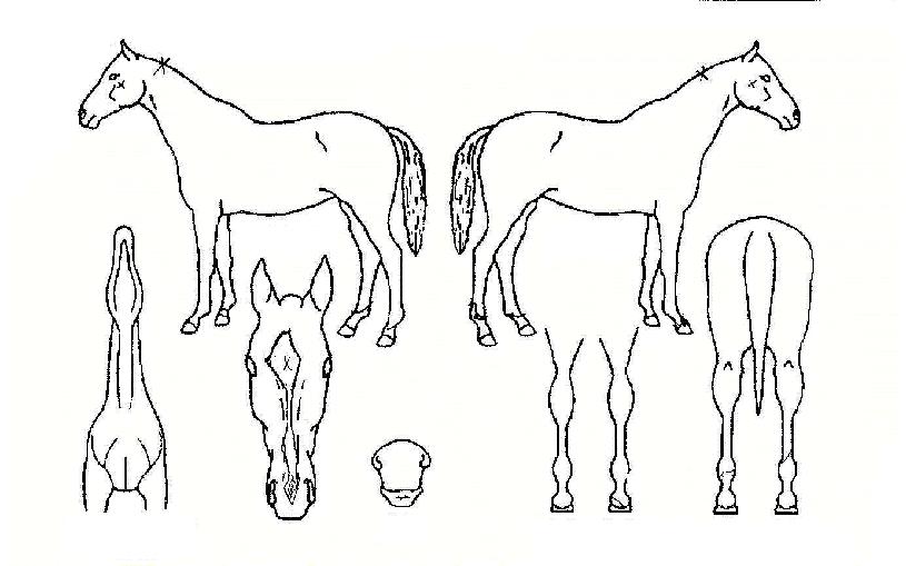 ��Ʈ�¾�ħ�� ����,���,�޸�,�λ�,�ٸ��� Ư¡����