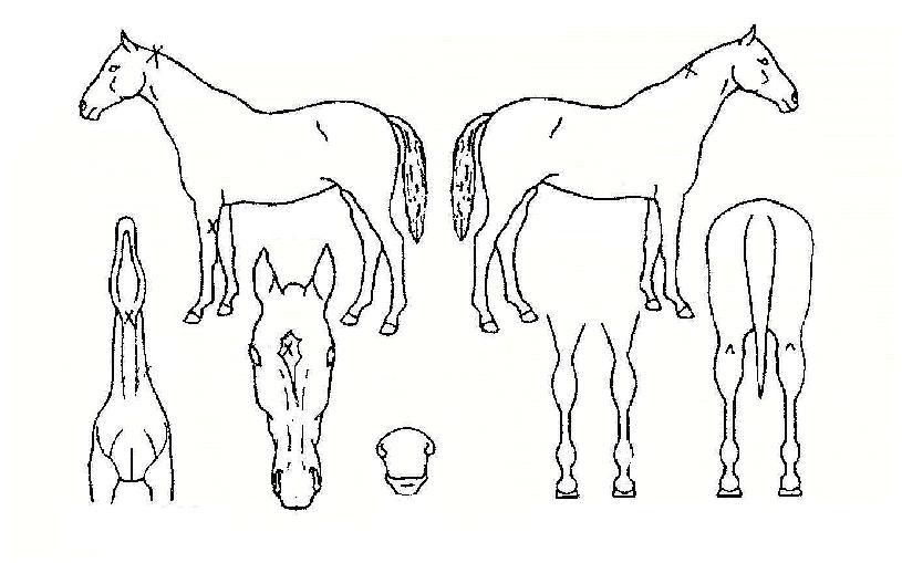 ÃÖ°íÈ÷Æ®ÀÇ Ãø¸é,¿ì¸é,µÞ¸é,µÎ»ó,´Ù¸®ÀÇ Æ¯Â¡µµÇØ