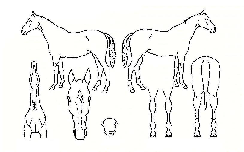 ���ڴ���� ����,���,�޸�,�λ�,�ٸ��� Ư¡����