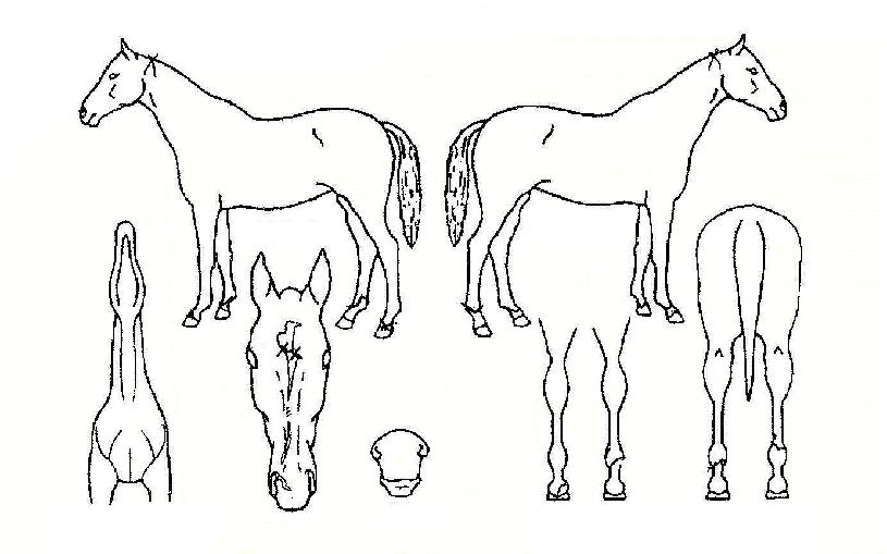 ¿ÀÆä¶ó¸ÇÀÇ Ãø¸é,¿ì¸é,µÞ¸é,µÎ»ó,´Ù¸®ÀÇ Æ¯Â¡µµÇØ