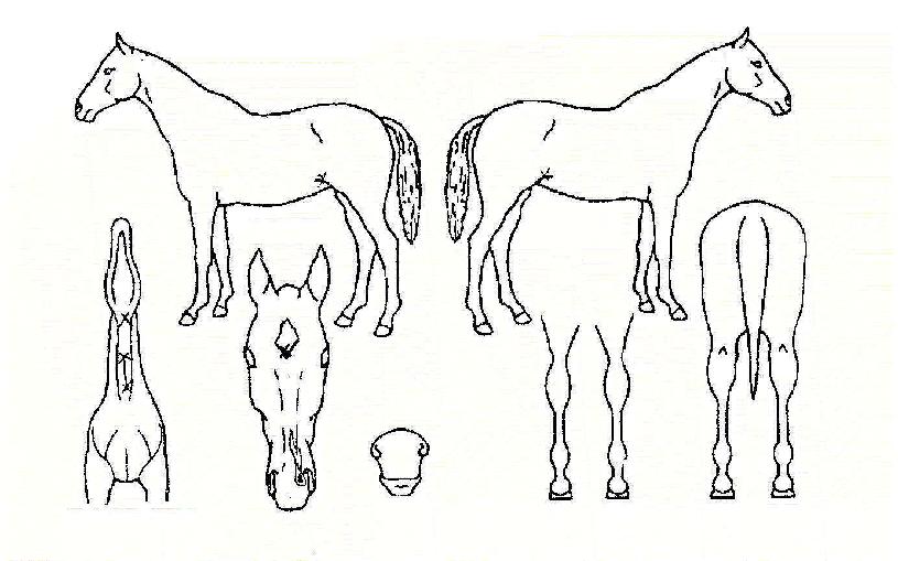 »þÀÎÀÇ Ãø¸é,¿ì¸é,µÞ¸é,µÎ»ó,´Ù¸®ÀÇ Æ¯Â¡µµÇØ