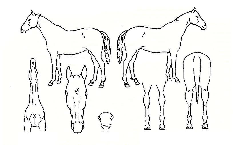 °Çѳª¶óÀÇ Ãø¸é,¿ì¸é,µÞ¸é,µÎ»ó,´Ù¸®ÀÇ Æ¯Â¡µµÇØ