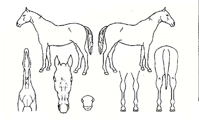 ���Ӻ��� ����,���,�޸�,�λ�,�ٸ��� Ư¡����