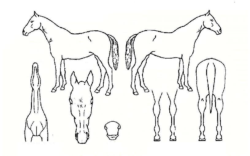 ÇöóÀ׻轺ÀÇ Ãø¸é,¿ì¸é,µÞ¸é,µÎ»ó,´Ù¸®ÀÇ Æ¯Â¡µµÇØ