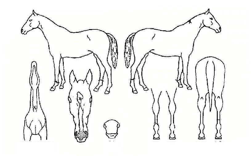 ½ºÅÚ½ºÀ®ÀÇ Ãø¸é,¿ì¸é,µÞ¸é,µÎ»ó,´Ù¸®ÀÇ Æ¯Â¡µµÇØ