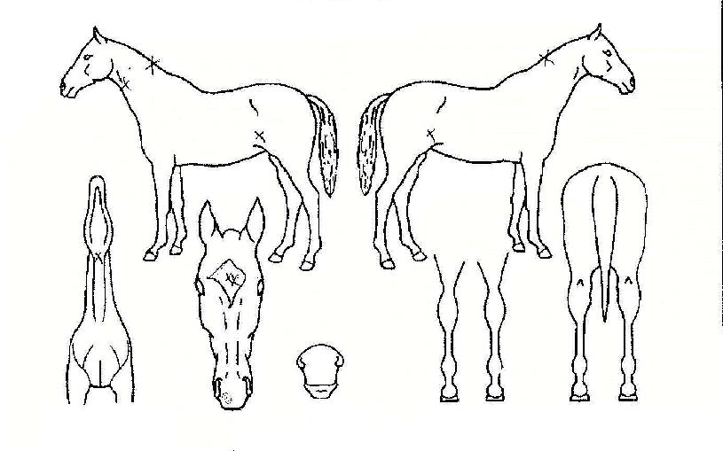 ÀÛÀºÈ²Á¦ÀÇ Ãø¸é,¿ì¸é,µÞ¸é,µÎ»ó,´Ù¸®ÀÇ Æ¯Â¡µµÇØ