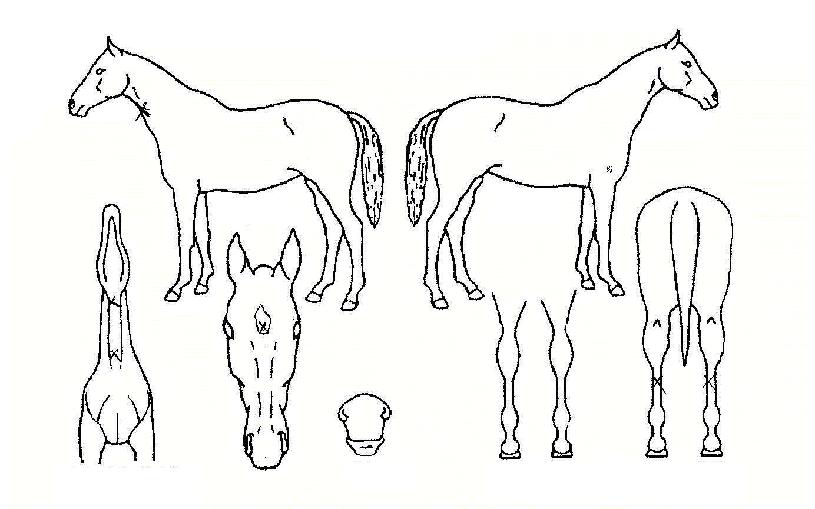 ´ë±¸Ä«¹Ð¶óÀÇ Ãø¸é,¿ì¸é,µÞ¸é,µÎ»ó,´Ù¸®ÀÇ Æ¯Â¡µµÇØ