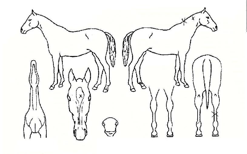 ¿ë´ãÀÇ Ãø¸é,¿ì¸é,µÞ¸é,µÎ»ó,´Ù¸®ÀÇ Æ¯Â¡µµÇØ