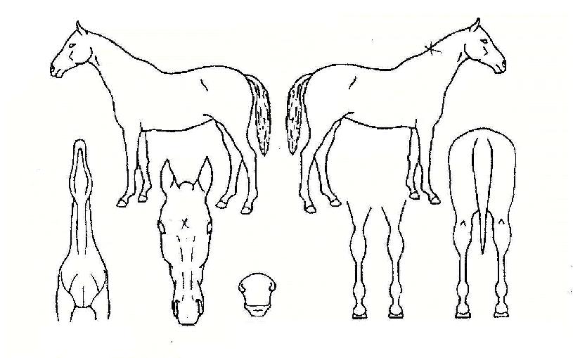 ������Ƽ�� ����,���,�޸�,�λ�,�ٸ��� Ư¡����