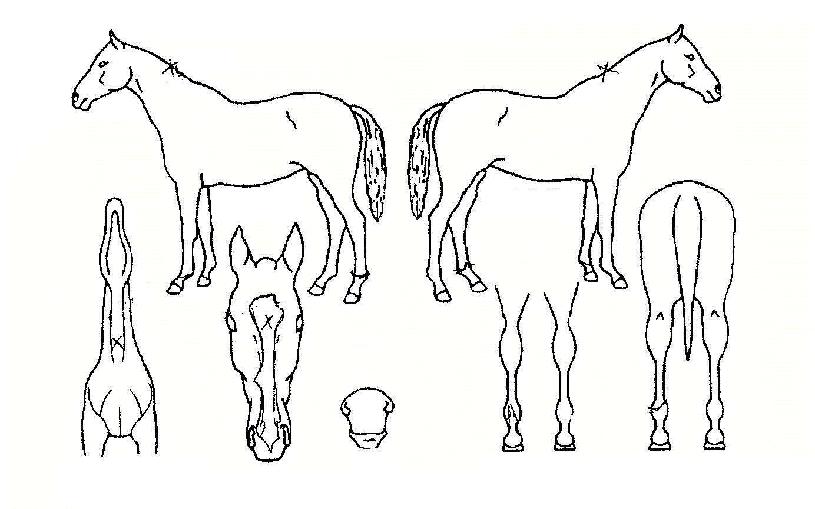 �ϼ�ź���� ����,���,�޸�,�λ�,�ٸ��� Ư¡����