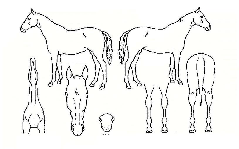 �ض����� ����,���,�޸�,�λ�,�ٸ��� Ư¡����