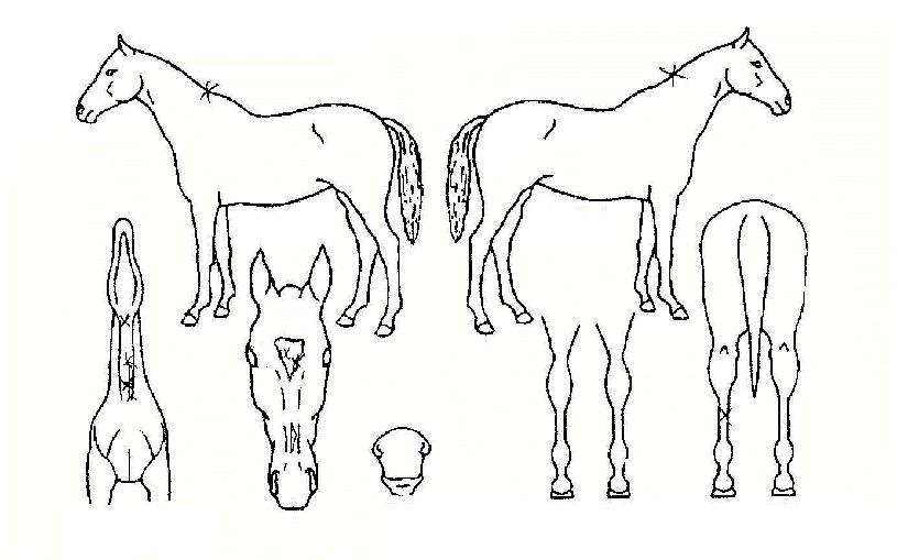 �����Ƽ�� ����,���,�޸�,�λ�,�ٸ��� Ư¡����