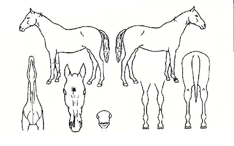 �¸��뼼�� ����,���,�޸�,�λ�,�ٸ��� Ư¡����