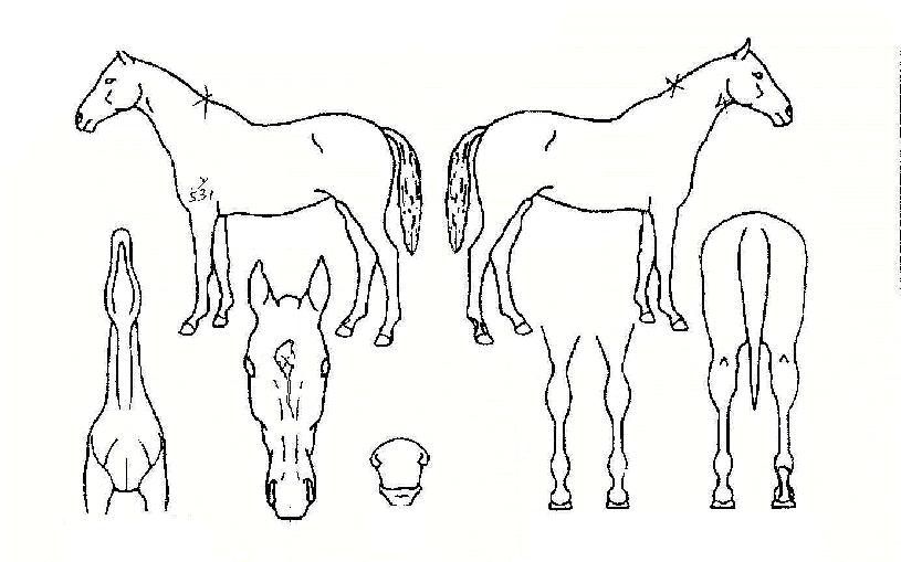 ÆÈÁ¤µµÀÇ Ãø¸é,¿ì¸é,µÞ¸é,µÎ»ó,´Ù¸®ÀÇ Æ¯Â¡µµÇØ