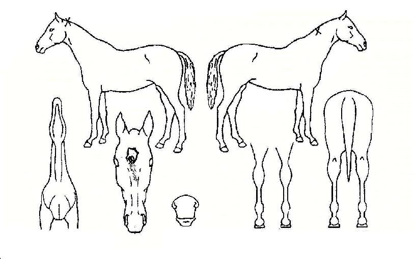 ´ë»çÇüÀÇ Ãø¸é,¿ì¸é,µÞ¸é,µÎ»ó,´Ù¸®ÀÇ Æ¯Â¡µµÇØ