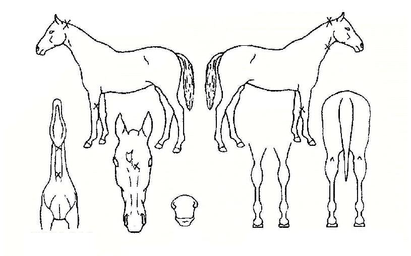 ������ ����,���,�޸�,�λ�,�ٸ��� Ư¡����